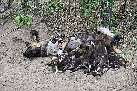 非洲野狗,非洲野犬属,母亲,吸吮,星期,老,幼仔,北方,博茨瓦纳