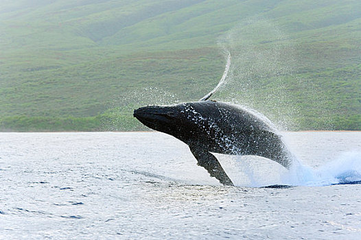夏威夷,毛伊岛,驼背鲸,大翅鲸属,鲸鱼,鲸跃,海岸线