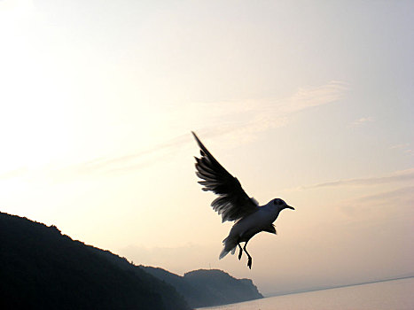 海鸥,飞翔,日落