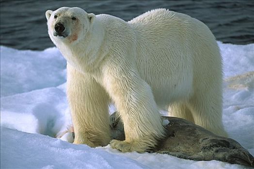 北极熊,站立,上方,海豹,捕食,斯匹次卑尔根岛,斯瓦尔巴特群岛,挪威