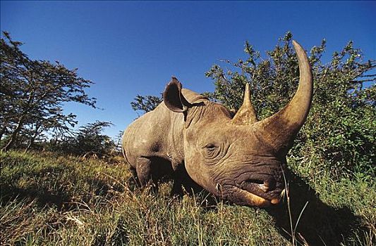 雄性,黑犀牛,哺乳动物,自然保护区,肯尼亚,非洲,动物