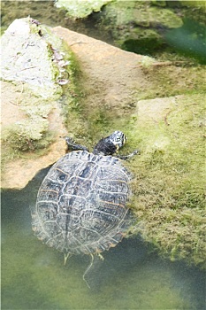 海龟,爬行,室外,水