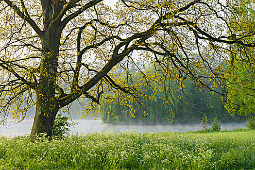 橡树,早春,公园,阿沙芬堡,弗兰克尼亚,巴伐利亚,德国