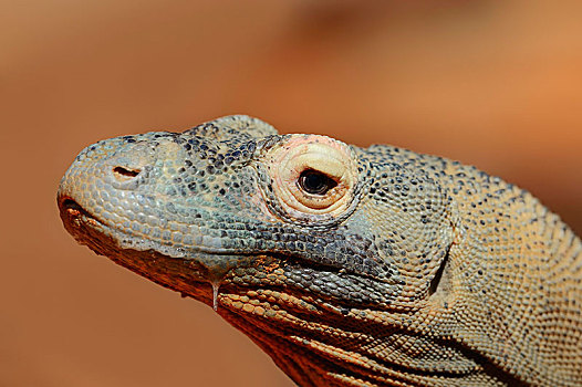 科摩多巨蜥,头像,印度尼西亚,俘获