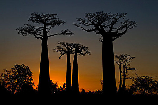 道路,猴面包树,树,日落,靠近,穆龙达瓦,西部,马达加斯加,非洲,印度洋