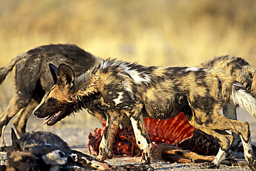 博茨瓦纳,莫雷米禁猎区,非洲野狗,非洲野犬属,黑斑羚,杀