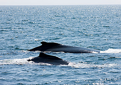 驼背鲸,大翅鲸属,鲸鱼,大马南岛,芬地湾,新布兰斯维克,加拿大