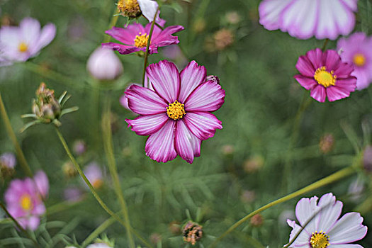 格桑花