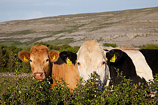 爱尔兰,克雷尔县,母牛