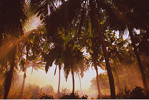 棕榈树,薄雾,阳光,马尔代夫,印度洋