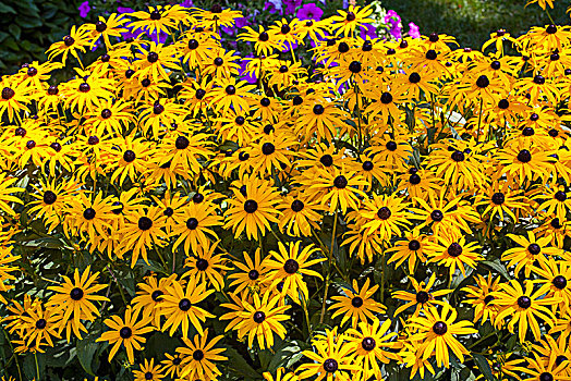 黄色,金花菊,紫锥菊,魁北克,加拿大,北美