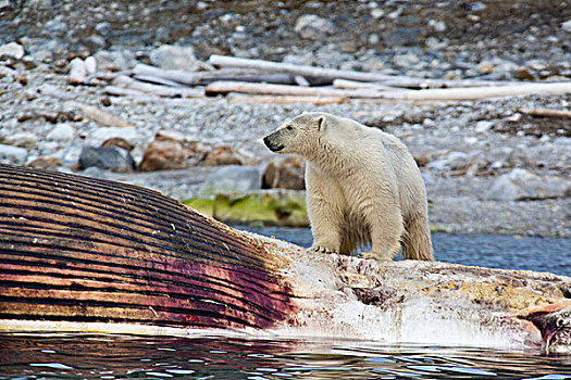 极地,熊,鲸,畜体,斯瓦尔巴特群岛,斯匹次卑尔根岛,挪威