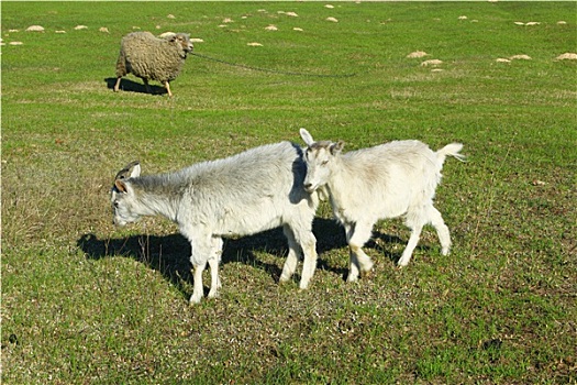 山羊,儿童,草场
