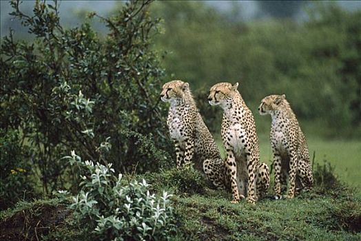 印度豹,猎豹,三个,马赛马拉国家保护区,肯尼亚