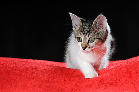 小,家猫,鲭,白色,7星期大,红色,毯子,奥地利,欧洲