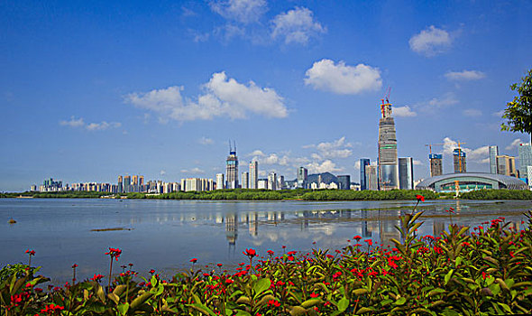 深圳湾风景