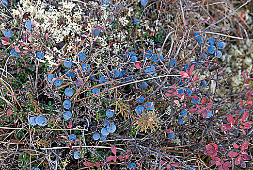 蓝莓,湿地,灌木,成熟,水果,夏末,抗氧化,阿拉斯加,北美