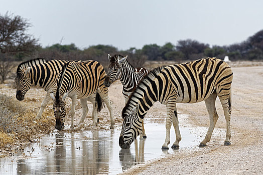 斑马,马,成年,小马,土路,喝,雨水,埃托沙国家公园,纳米比亚,非洲