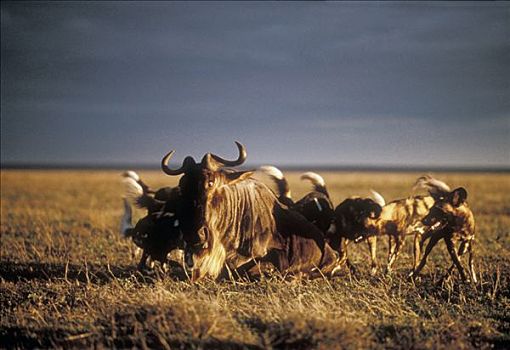 非洲野狗,非洲野犬属,抓住,蓝角马,角马,塞伦盖蒂国家公园,坦桑尼亚