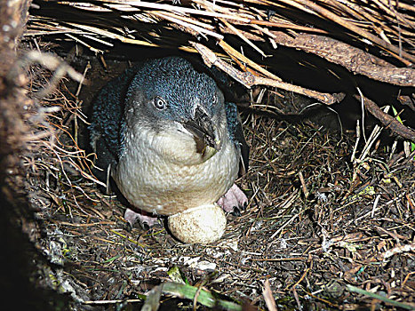 小蓝企鹅,孵卵,蛋,鸟窝,菲利普岛,澳大利亚