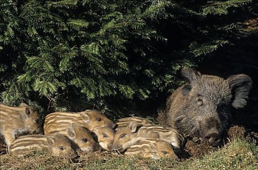 野猪,睡觉,旁侧,母兽,石荷州,德国,特写