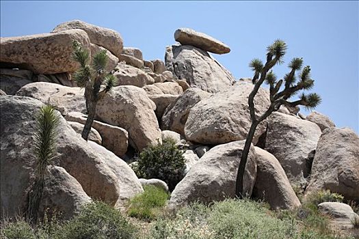 岩石构造,约书亚树国家公园,加利福尼亚,美国,北美