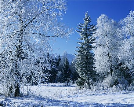 冬季,雪,树,白霜