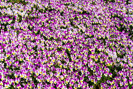 花园紫色鲜花