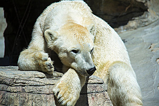 北极熊,特写,阿拉斯加