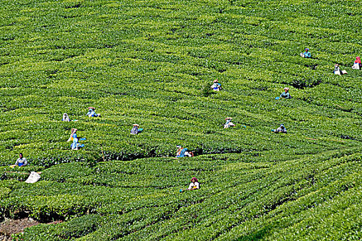茶,种植园,蒙纳,喀拉拉,印度,印度南部,亚洲