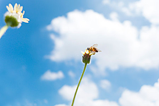 小野菊花上的蜜蜂