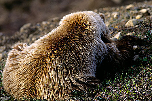 美国,阿拉斯加,德纳里峰国家公园,大灰熊,老,睡觉