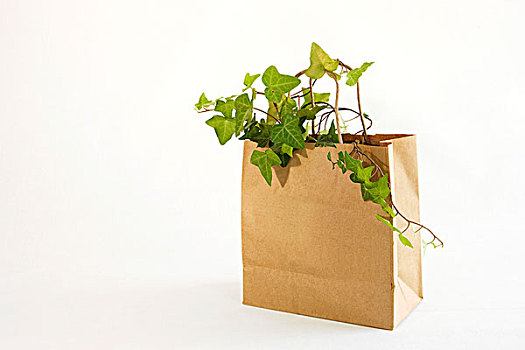 植物,纸袋