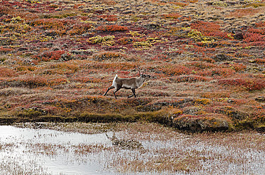 格陵兰,大,峡湾,孤单,北美驯鹿,驯鹿属,秋天,彩色,北极,苔原