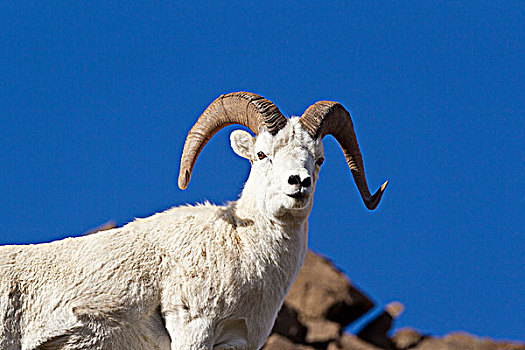 野大白羊,白大角羊,多彩,德纳里峰国家公园,阿拉斯加,美国
