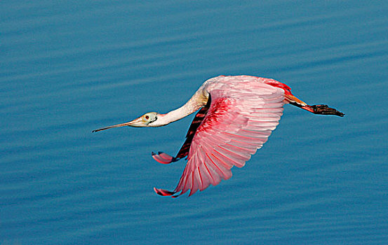 侧面,粉红琵鹭,飞跃,水