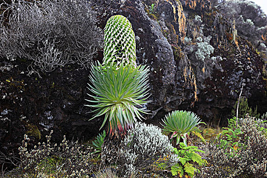 巨大,山梗莱属植物,生长,向上,高度,乞力马扎罗山,坦桑尼亚,非洲