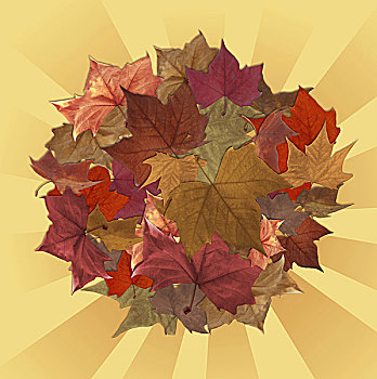 秋叶,圆,条纹,背景