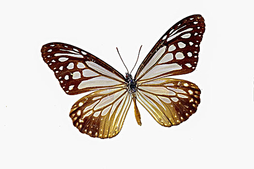 黑绢斑蝶蝴蝶标本