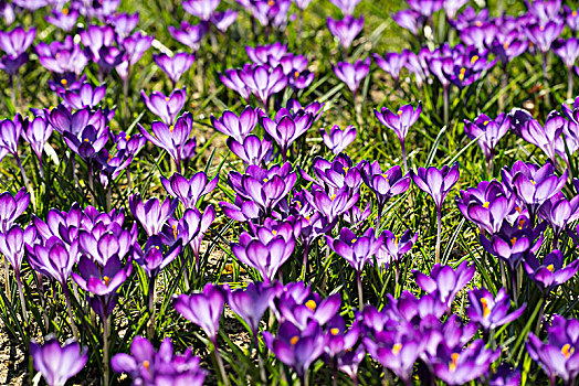 紫色,藏红花,春天,草地,巴登符腾堡,德国,欧洲
