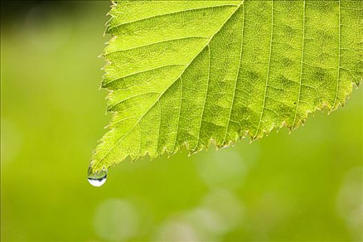 铁树,叶子,水滴