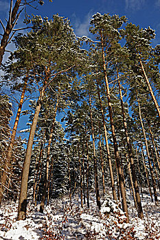 黑森林在冬季,附近的,符腾堡,德国