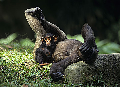 黑猩猩,父母,动物,年轻