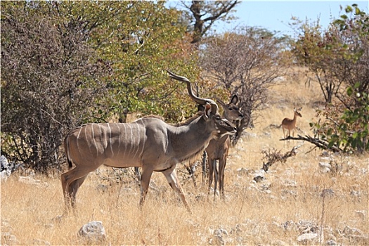 捻角羚,纳米比亚