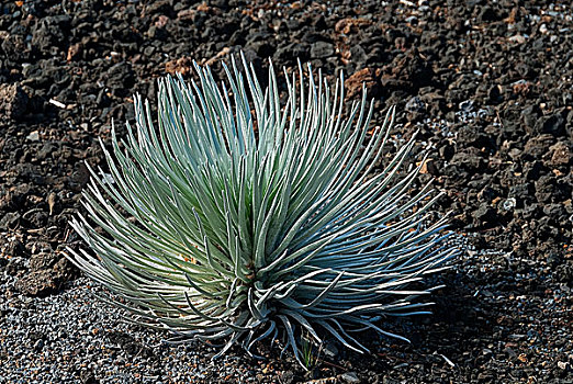 植物,哈雷阿卡拉火山口,毛伊岛,夏威夷,美国,北美