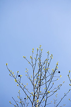 天空背景和樱花树枝