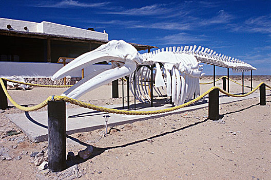 墨西哥,下加利福尼亚州,泻湖,灰鲸,骨骼
