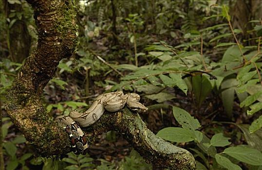 大蟒蛇,盘绕,苔藓,树干,雨林,南美