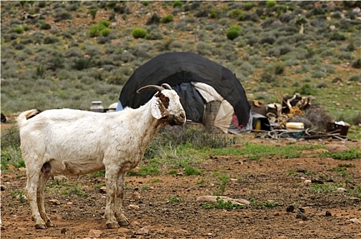 羊,南非