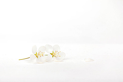 白色樱花